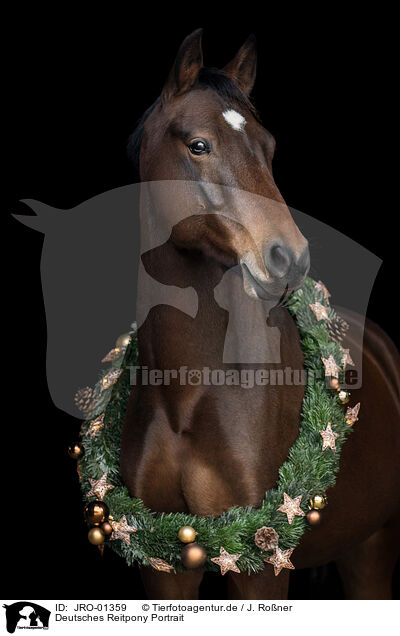 Deutsches Reitpony Portrait / German Riding Pony Portrait / JRO-01359