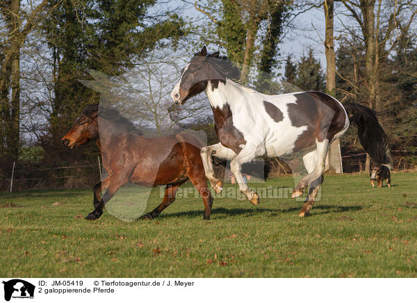 2 galoppierende Pferde / JM-05419