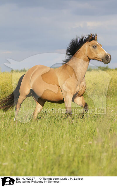 Deutsches Reitpony im Sommer / HL-02027