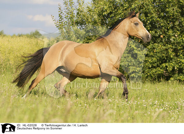 Deutsches Reitpony im Sommer / German Riding Pony in summer / HL-02028