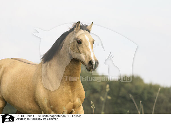 Deutsches Reitpony im Sommer / HL-02051