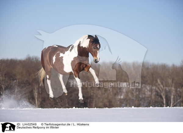 Deutsches Reitpony im Winter / German Riding Pony in winter / LH-02549