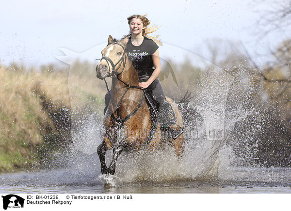 Deutsches Reitpony / German Riding Pony / BK-01239