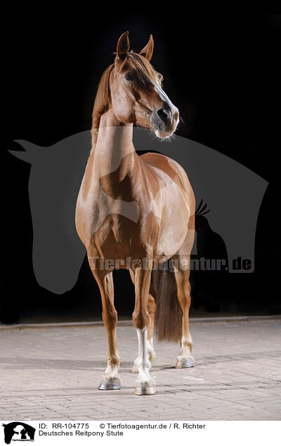 Deutsches Reitpony Stute / German Riding Pony mare / RR-104775