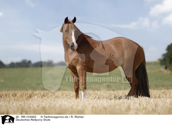 Deutsches Reitpony Stute / German Riding Pony mare / RR-104882
