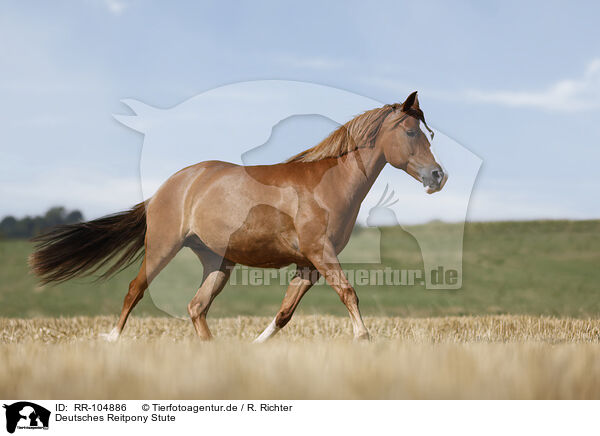 Deutsches Reitpony Stute / German Riding Pony mare / RR-104886