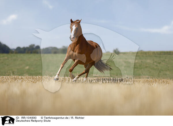 Deutsches Reitpony Stute / German Riding Pony mare / RR-104890