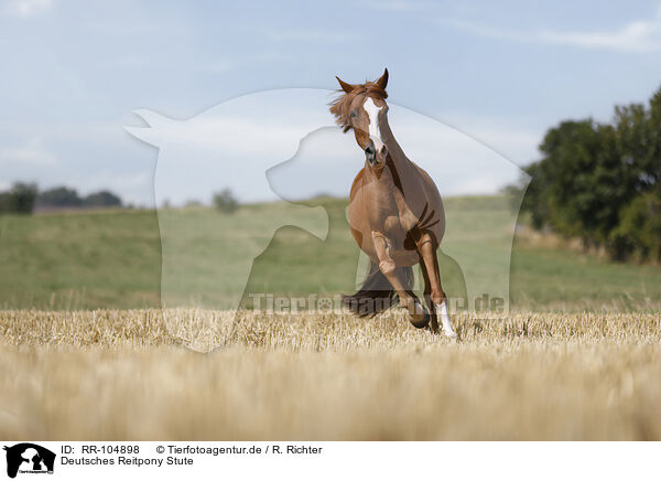 Deutsches Reitpony Stute / German Riding Pony mare / RR-104898