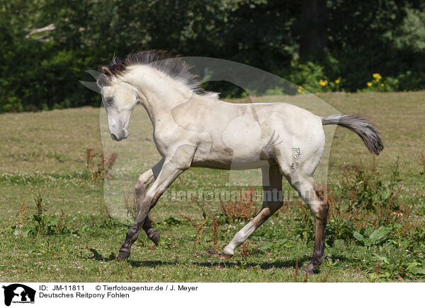 Deutsches Reitpony Fohlen / JM-11811