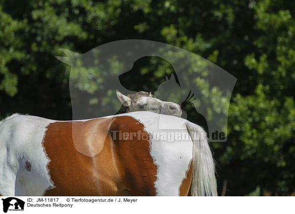 Deutsches Reitpony / German Riding Pony / JM-11817