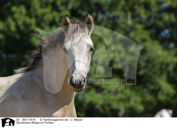 Deutsches Reitpony Fohlen / German Riding Pony foal / JM-11818