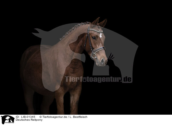 Deutsches Reitpony / German Riding Pony / LIB-01345
