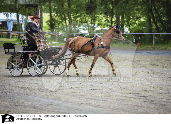 Deutsches Reitpony / German Riding Pony / LIB-01384