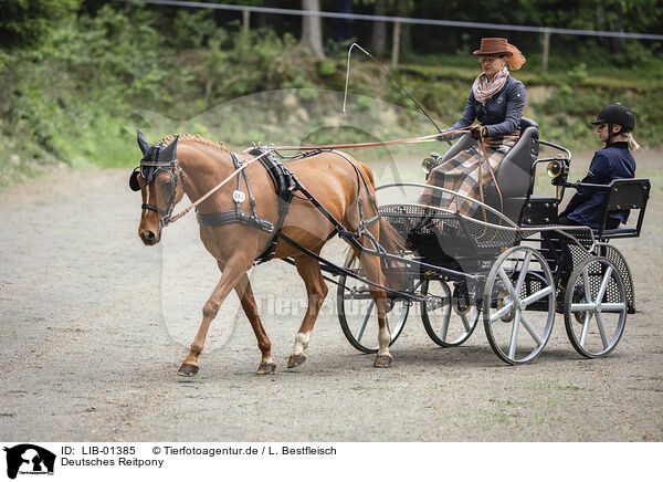 Deutsches Reitpony / German Riding Pony / LIB-01385