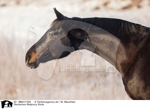 Deutsches Reitpony Stute / MM-01768