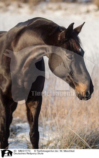 Deutsches Reitpony Stute / MM-01773