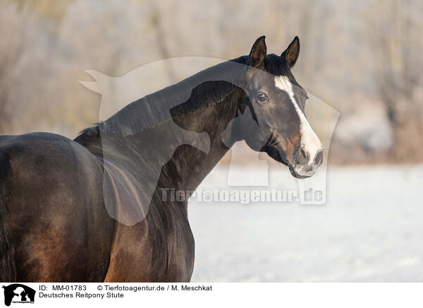 Deutsches Reitpony Stute / German Riding Pony mare / MM-01783