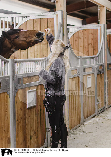 Deutsches Reitpony im Stall / LR-01333