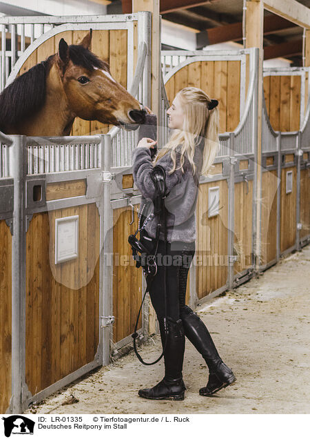 Deutsches Reitpony im Stall / German Riding Pony in the stable / LR-01335