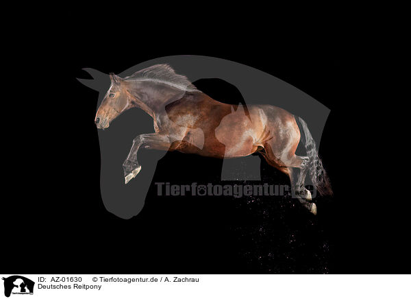 Deutsches Reitpony / German Riding Pony / AZ-01630