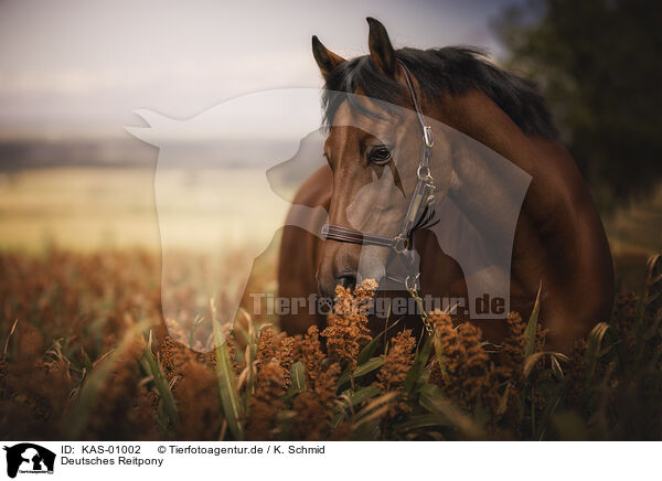 Deutsches Reitpony / German Riding Pony / KAS-01002