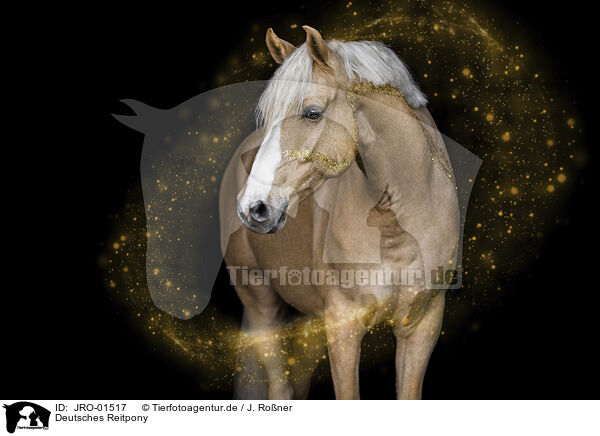 Deutsches Reitpony / German Riding Pony / JRO-01517