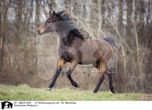 Deutsches Reitpony / German Riding Pony / MM-01905