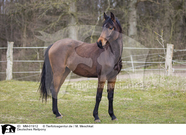 Deutsches Reitpony / German Riding Pony / MM-01912
