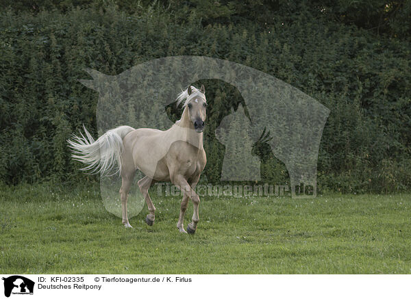 Deutsches Reitpony / German Riding Pony / KFI-02335