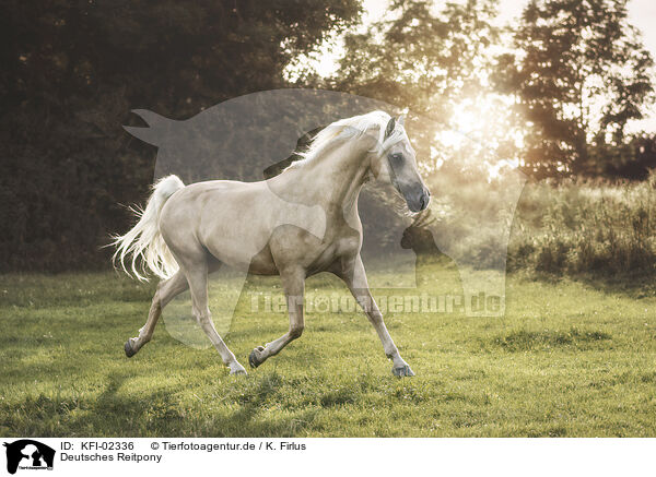 Deutsches Reitpony / German Riding Pony / KFI-02336