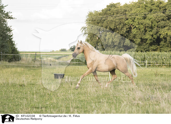 Deutsches Reitpony / German Riding Pony / KFI-02338