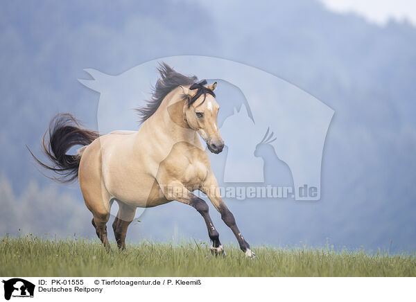 Deutsches Reitpony / German Riding Pony / PK-01555