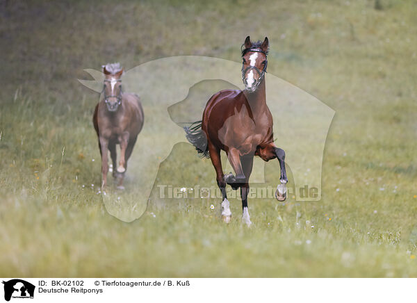 Deutsche Reitponys / German Riding Ponies / BK-02102