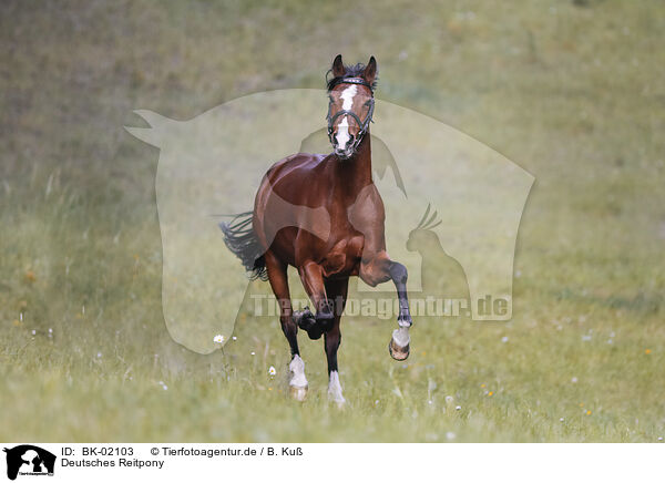 Deutsches Reitpony / German Riding Pony / BK-02103