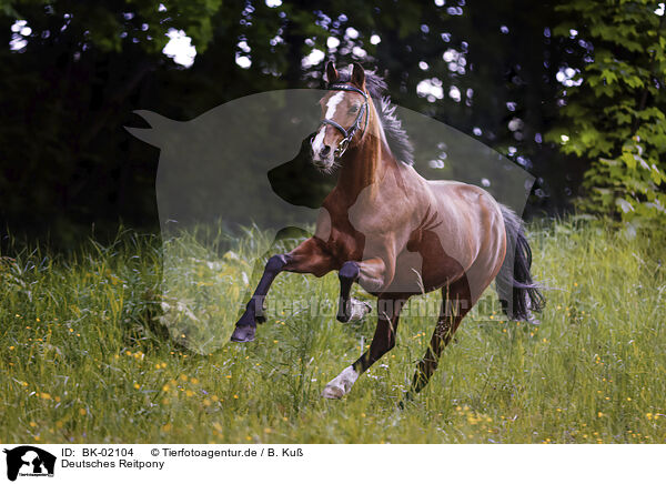 Deutsches Reitpony / German Riding Pony / BK-02104