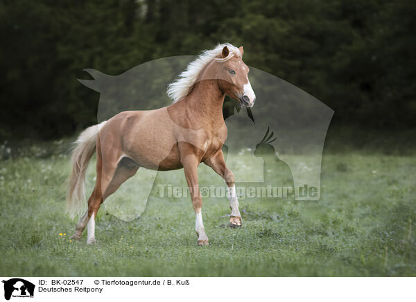 Deutsches Reitpony / BK-02547