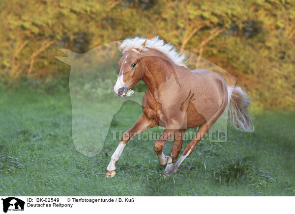 Deutsches Reitpony / German Riding Pony / BK-02549