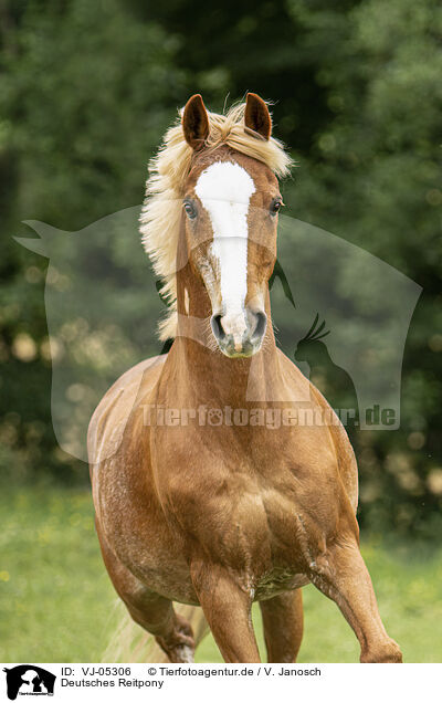 Deutsches Reitpony / German Riding Pony / VJ-05306