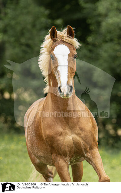 Deutsches Reitpony / VJ-05306