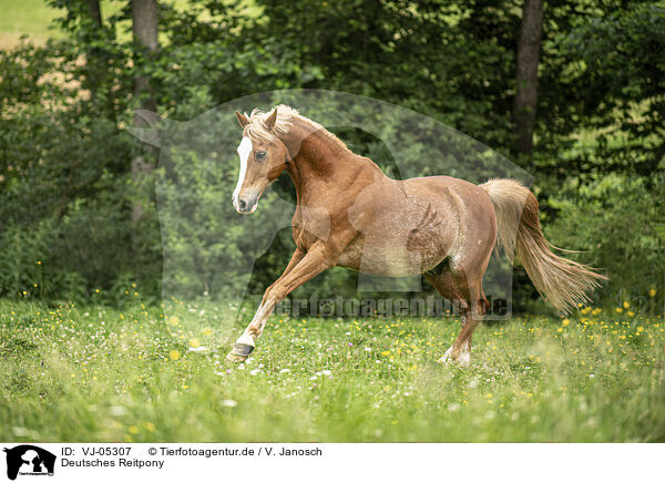 Deutsches Reitpony / German Riding Pony / VJ-05307