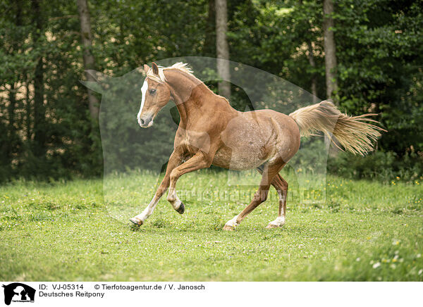 Deutsches Reitpony / German Riding Pony / VJ-05314