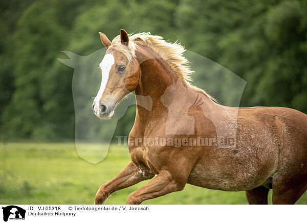 Deutsches Reitpony / VJ-05318