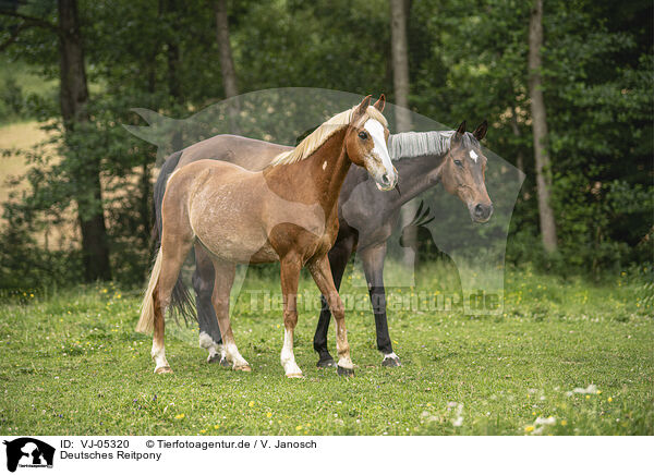 Deutsches Reitpony / German Riding Pony / VJ-05320