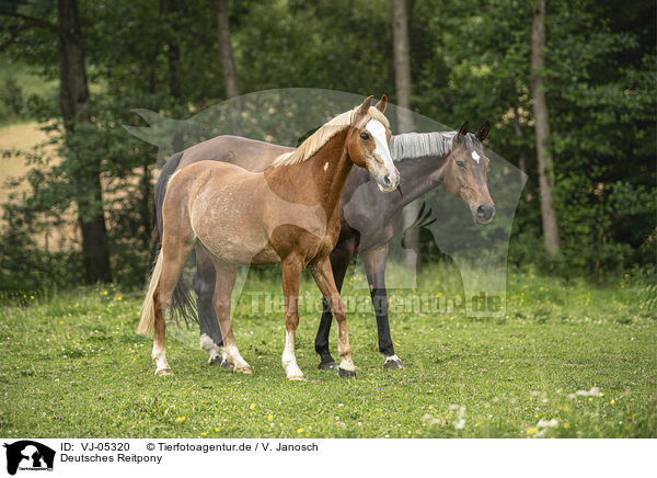 Deutsches Reitpony / VJ-05320