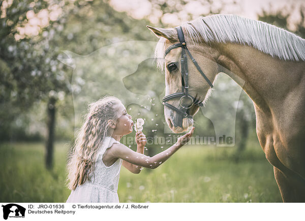 Deutsches Reitpony / German Riding Pony / JRO-01636