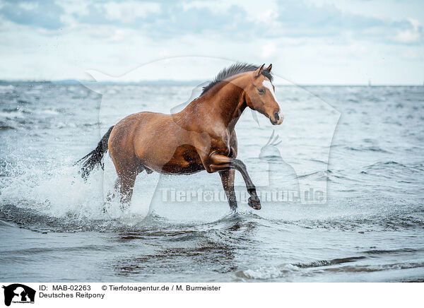 Deutsches Reitpony / MAB-02263