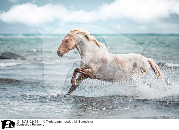 Deutsches Reitpony / MAB-02453