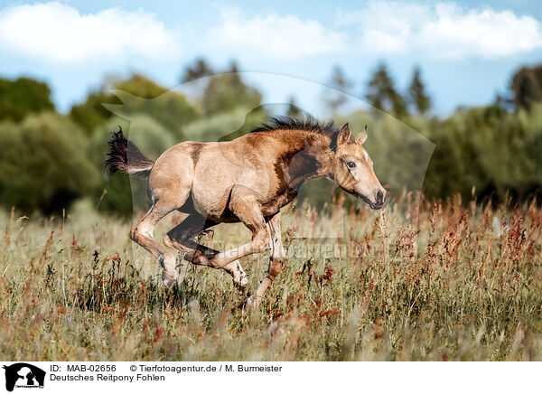 Deutsches Reitpony Fohlen / German Riding Pony foal / MAB-02656