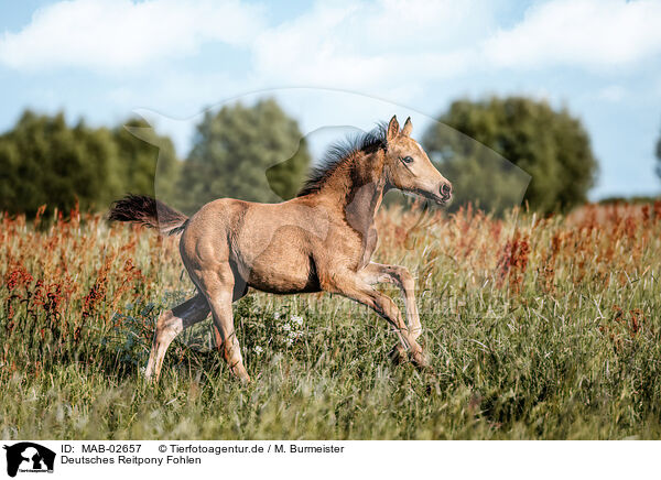 Deutsches Reitpony Fohlen / MAB-02657