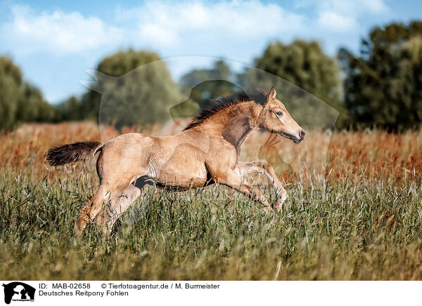 Deutsches Reitpony Fohlen / German Riding Pony foal / MAB-02658